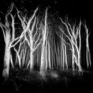 Haunted Forrest Haunted Forrest