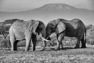 Battle Below Kilimanjaro