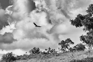 Flight in Turbulent Skies Flight in Turbulent Skies
