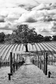 Welcoming Vineyard Welcoming Vineyard