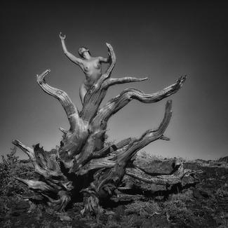 Bristle Cone Pines Bristle Cone Pines