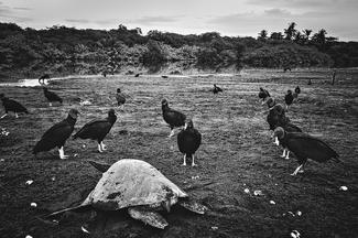 Vultures Await Vultures Await