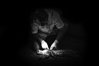 The Fight Against Feral Cats The Fight Against Feral Cats