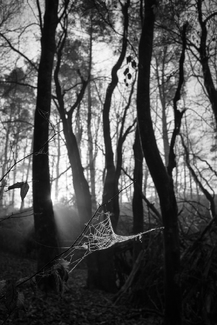Web in Woods Web in Woods