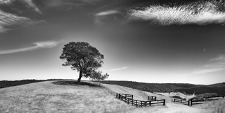 Peace, after the cattle have gone Peace, after the cattle have gone