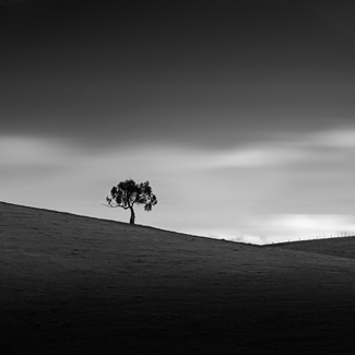 Yarra Valley Tree Yarra Valley Tree