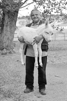 White Donkey foal White Donkey foal
