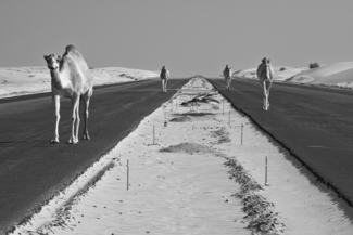 Camels on the Highway