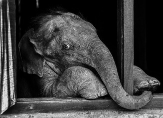 Orphaned Elephant Orphaned Elephant