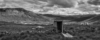 Life is sheep Life is sheep