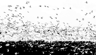 Visual cacophony Visual cacophony