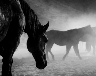 Return to the Herd Return to the Herd