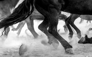 Thundering Hooves Thundering Hooves