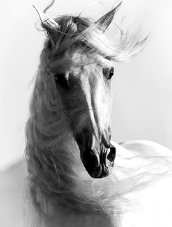 Dancing in the Wind Dancing in the Wind