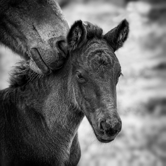 A Mother's Touch