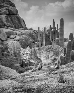 Arizona Bobcat Arizona Bobcat