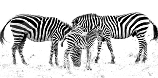 Family of Stripes Family of Stripes