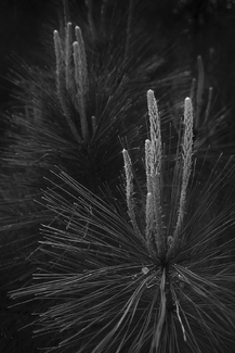 Spring Growth Spring Growth