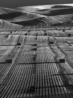 Palouse Rows