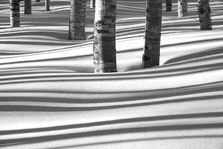 Winter Shadows Winter Shadows