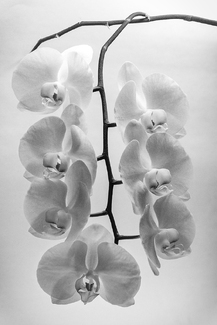 Inflorescence Inflorescence