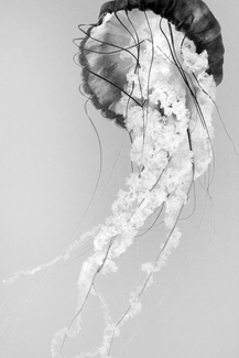 Jelly Fish portrait