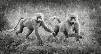 Running Baboons