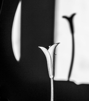 Calla Lily's Heart Calla Lily's Heart