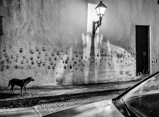 Pinche Perro Callejero Pinche Perro Callejero