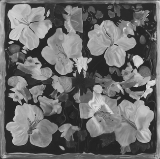 Magnolias on Black Magnolias on Black