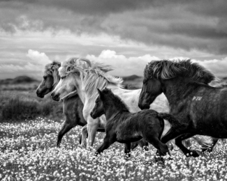 March Of The Mares