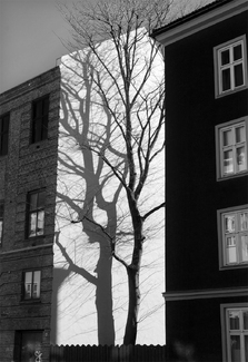 The Tree and its Shadow The Tree and its Shadow