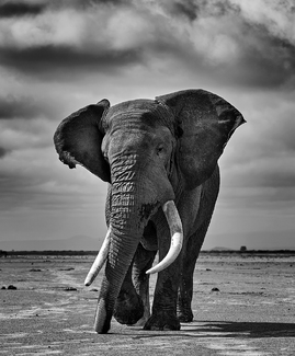 African Elephant in Musth African Elephant in Musth