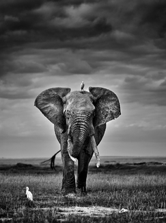 The Elephant and the Egrets. The Elephant and the Egrets.