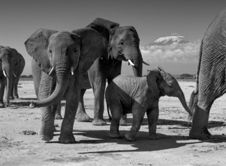 Elephant Family on the move