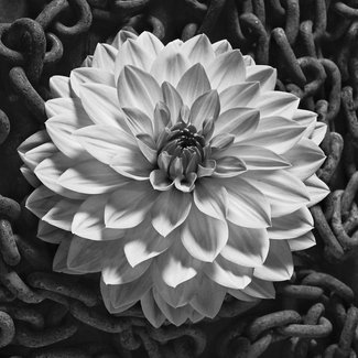 Dahlia and Chains Dahlia and Chains