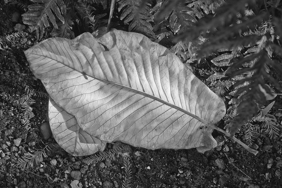 White Leaf Berkeley