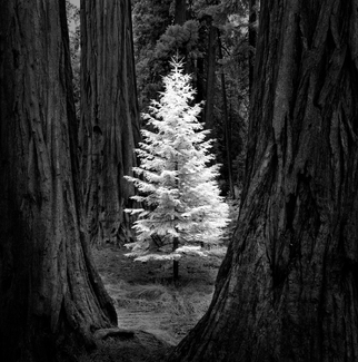 Giant among Giants Giant among Giants
