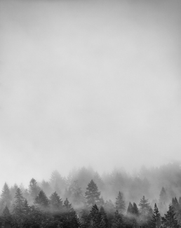 Olema Lifting Fog Olema Lifting Fog