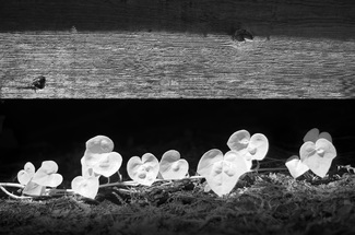 ivy tendril, infrared ivy tendril, infrared