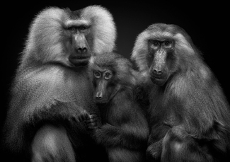 Royal Family Royal Family