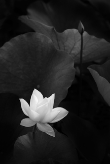 Purity  Purity