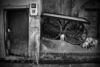 Joy of The Alley Joy of The Alley