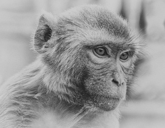 Monkey portrait Monkey portrait