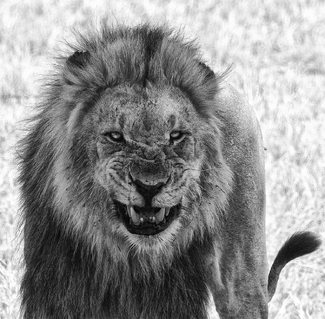 Angry lion Angry lion