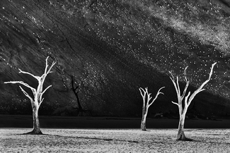 The dead trees of Deadvlei The dead trees of Deadvlei