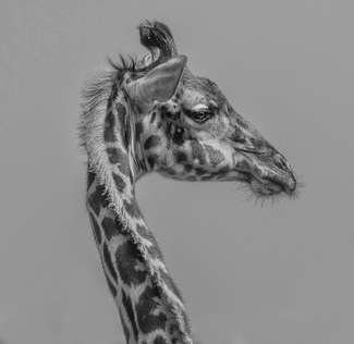 Portrait of a giraffe