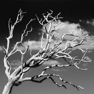 The Graceful Dead #1 The Graceful Dead #1