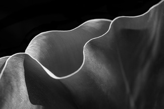 Lines of perception Lines of perception