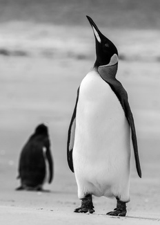 His majesty The King His majesty The King